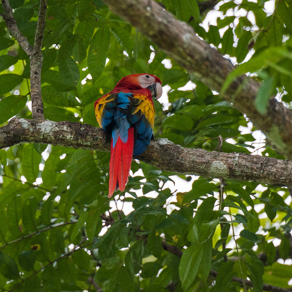 Costa Rica Scarlet Macaw 1